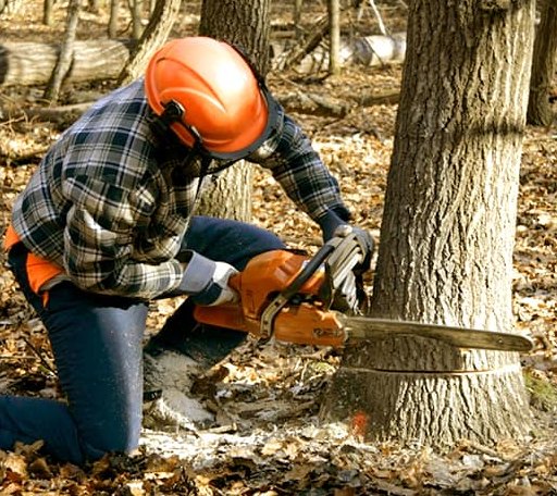 Tree Removal in Clayton, WI